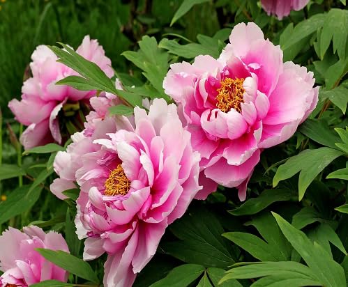 peony flower heirloom non-gmo seeds