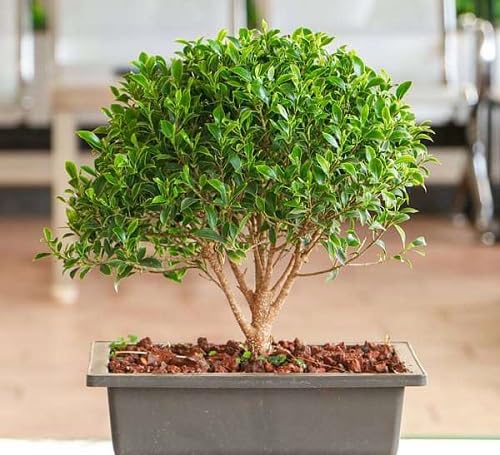 Parsley Plant Seeds Green Heirloom Non-GMO High Germination Organic Garden Seeds for Planting