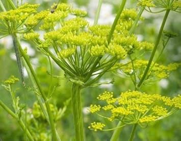 lightgreenlovageheirloomnongmo flower seeds