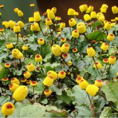 Yellow Red Spilanthes Flower Seeds – Heirloom, Non-GMO, High Germination Organic Seeds