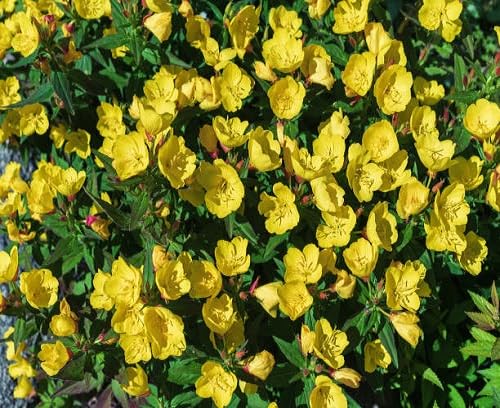 Yellow Primrose Flower Seeds for Planting – Heirloom Non-GMO High Germination Organic Garden Seeds