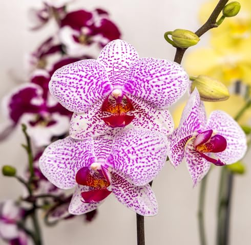 Pink White Orchid Flower Seeds – Heirloom Non-GMO High Germination Organic Garden Seeds
