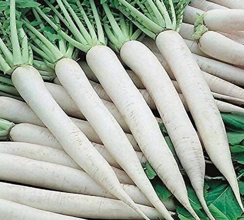 White Radish Seeds – Heirloom, Non-GMO, High Germination Organic Garden Seeds Planting