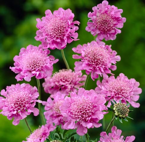 Pink Scabious Flower Seeds for Planting – Heirloom, Non-GMO High Germination Organic Garden Seeds