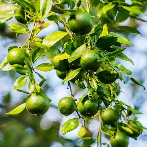 Green Lemon Tree Seeds – Heirloom, Non-GMO, High Germination Organic Garden Seeds
