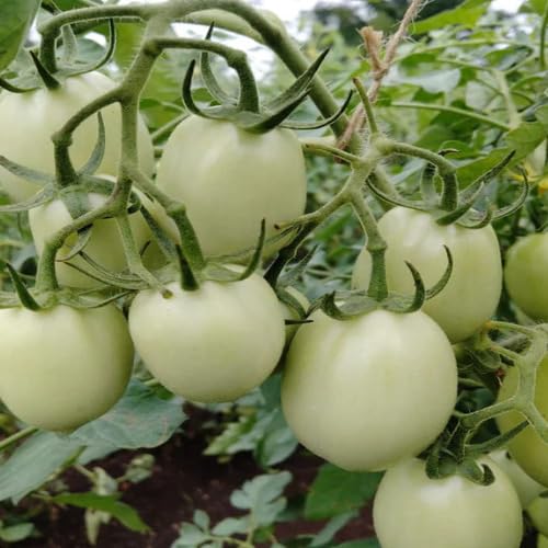 Tomato Seeds – Heirloom, Non-GMO, High Germination Organic Garden Seeds Planting