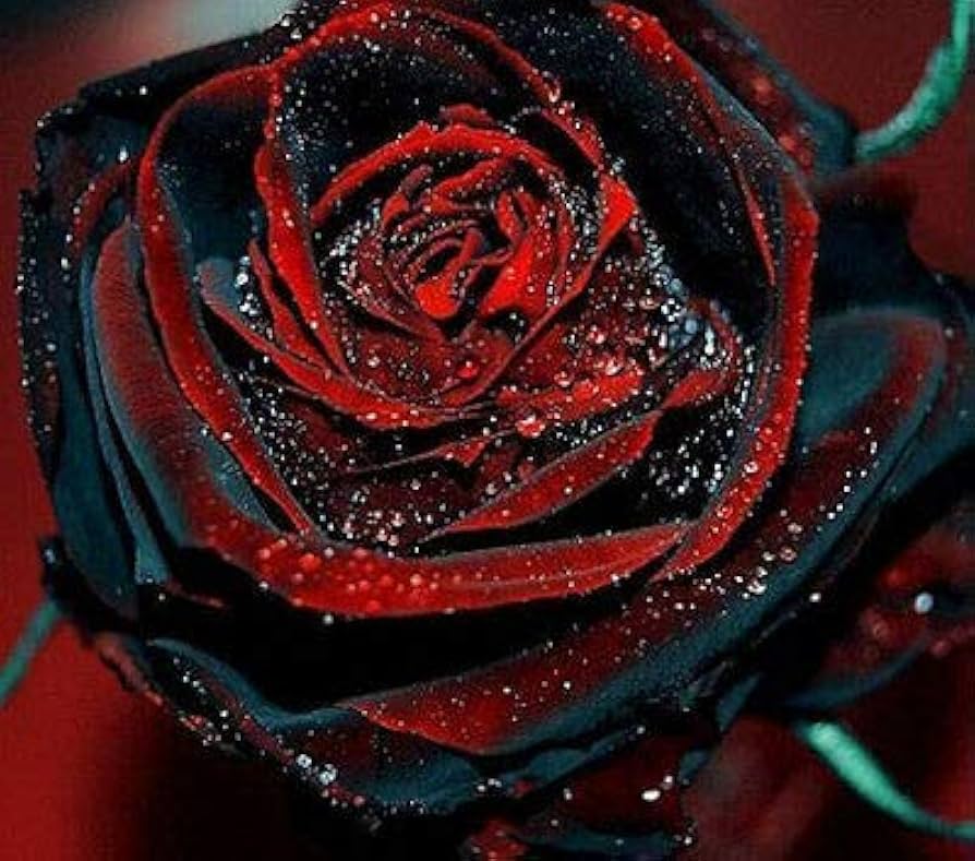 black red flower seeds