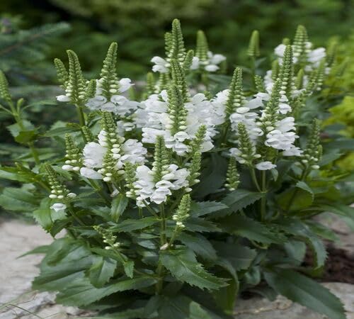 White Physostegia Flower Seeds – Heirloom Non-GMO High Germination Organic Garden Seeds