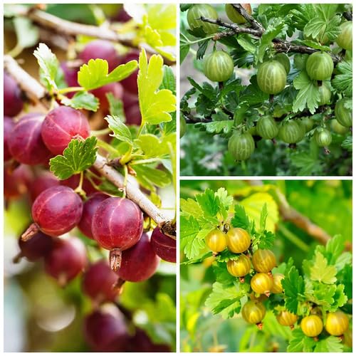 Mixed Gooseberry Fruit Seeds – Heirloom, Non-GMO, High Germination Organic Garden Seeds