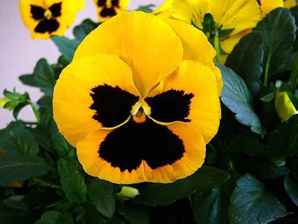 pansy schweizer flower seeds