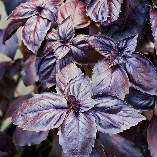 Purple Opal Basil Plant Seeds Heirloom Non-GMO High Germination Organic Garden Seeds for Planting