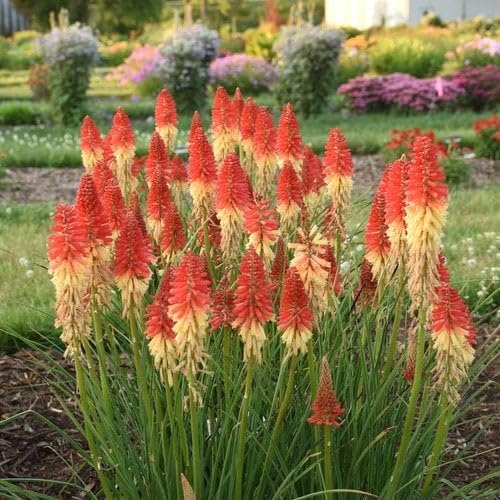 Fackellilien-Blumensamen – Heirloom, gentechnikfrei, hochkeimende Bio-Gartensamen zum Pflanzen