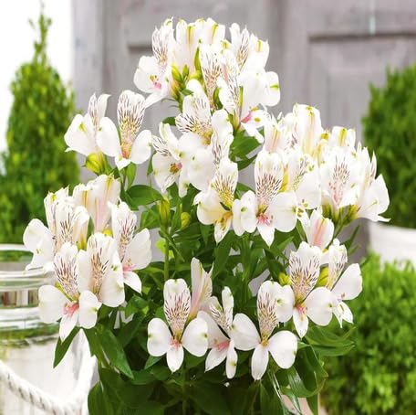 White Alstroemeria Flower Seeds Heirloom Non-GMO High Germination Organic Garden Seeds