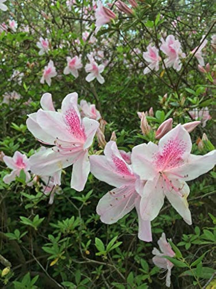 pink rhododendron flower seeds