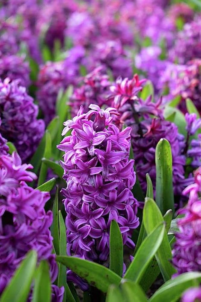 Purple Hyacinth Flower Seeds – Heirloom, Non-GMO, High Germination Seeds