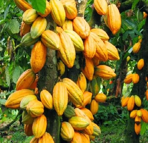 Cacao Seeds – Heirloom, Non-GMO, High Germination Organic Garden Seeds for Planting
