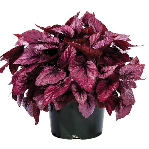 Pink Begonia Rex Blumensamen – Heirloom, gentechnikfrei, keimfreudige Bio-Gartensamen zum Pflanzen