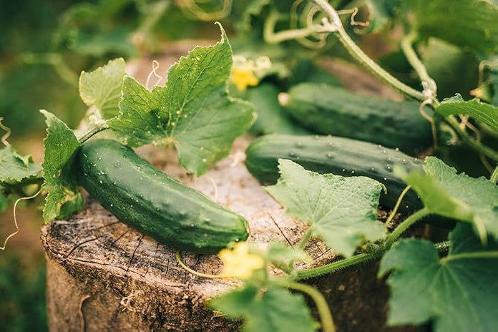 Cucumber Seeds Arctic F1 (Parthenocarpic) – Heirloom, Non-GMO, High Germination, Organic Garden Seeds Seeds for Planting