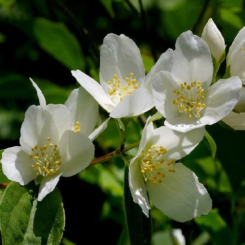 White Philadelphus Lewisii Flower Seeds Heirloom Non-GMO High Germination Organic Garden Seeds for Planting