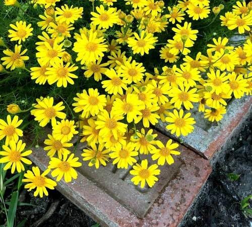 Yellow Thymophylla Flower Seeds Heirloom Non-GMO High Germination Organic Garden Seeds