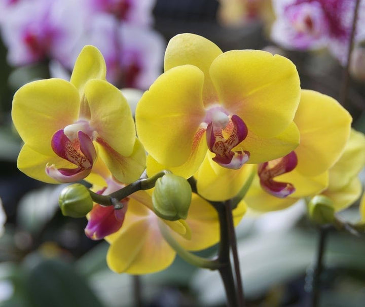 Orchid Flower Seeds Yellow – Heirloom, Non-GMO, High Germination Seeds