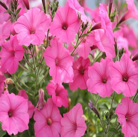 Semillas de Petunia Rosa – Antiguas, No Transgénicas, Semillas de Jardín Orgánicas de Alta Germinación para Sembrar