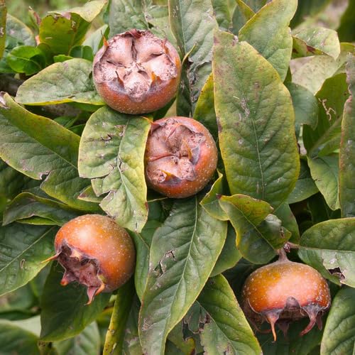 Brown Medlar Seeds – Heirloom, Non-GMO, High Germination Organic Garden Seeds