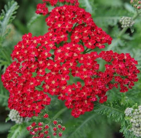 Red Achillea Flower Seeds – Heirloom, Non-GMO, High Germination Organic Garden Seeds for Planting