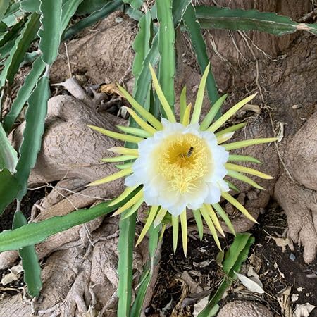 White Selenicereus Flower Seeds for Planting – Heirloom, Non-GMO, High Germination Organic Garden Seeds