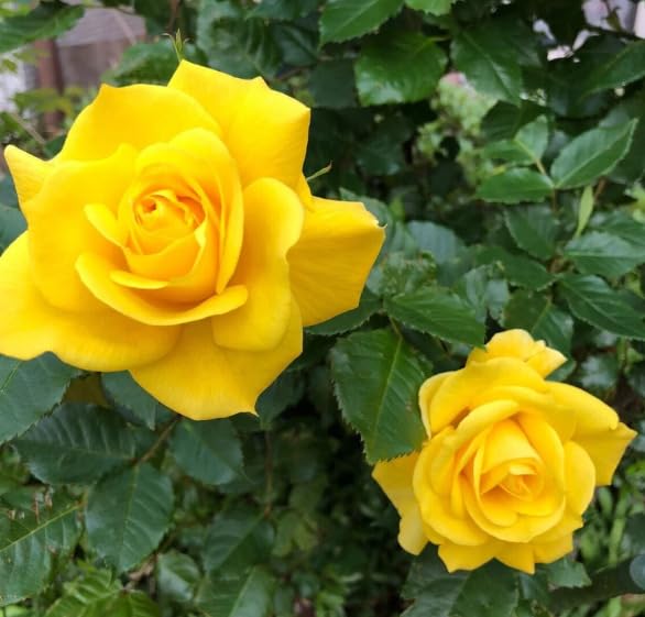 Rose Flower Seeds Yellow – Heirloom, Non-GMO, High Germination Seeds for Planting