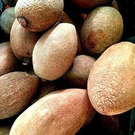 Brown Mamey Seeds – Heirloom, Non-GMO, High Germination Organic Garden Seeds
