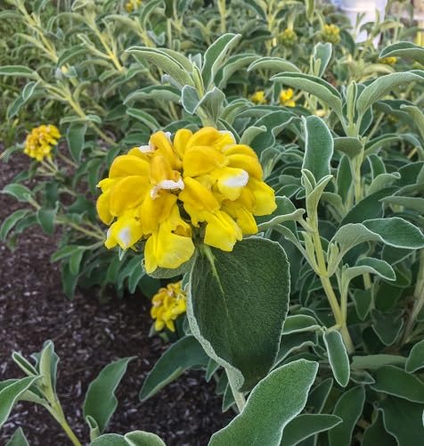 Yellow Phlomis Tuberosa Flower Seeds – Heirloom Non-GMO High Germination Organic Garden Seeds