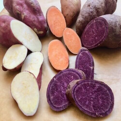 Sweet Potato Seeds – Heirloom, Non-GMO, High Germination Organic Garden Seeds Planting