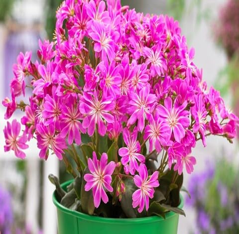 pinklewisiaflowerheirloomnongmo flower seeds