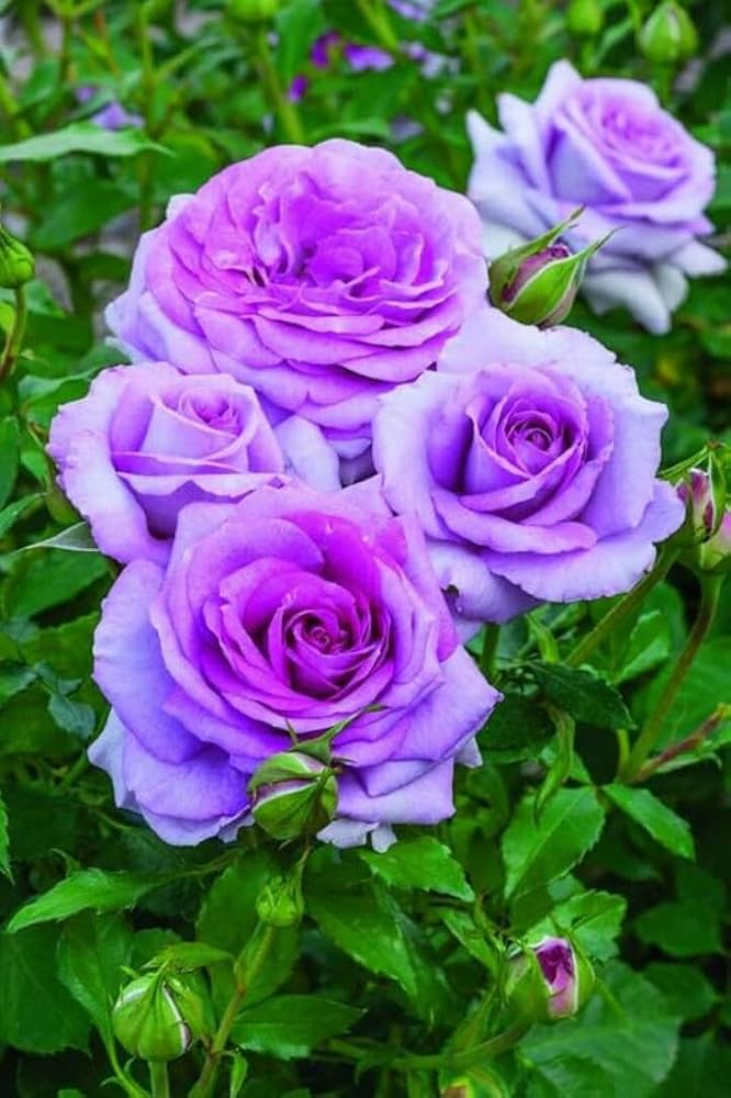 Semillas de flor Rosa Lavanda – Semillas reliquia no transgénicas de alta germinación