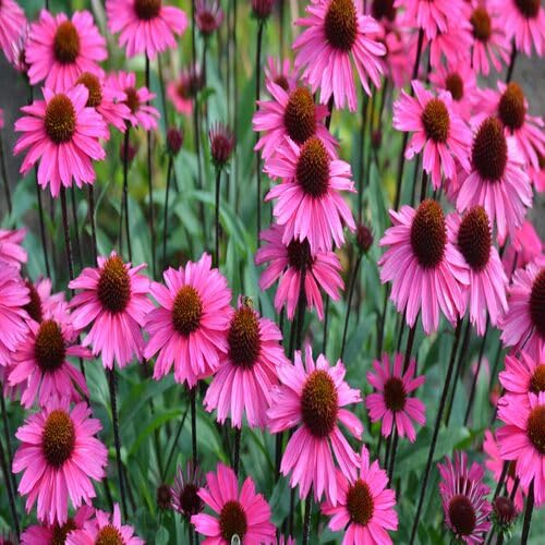 pink echinacea flower seeds
