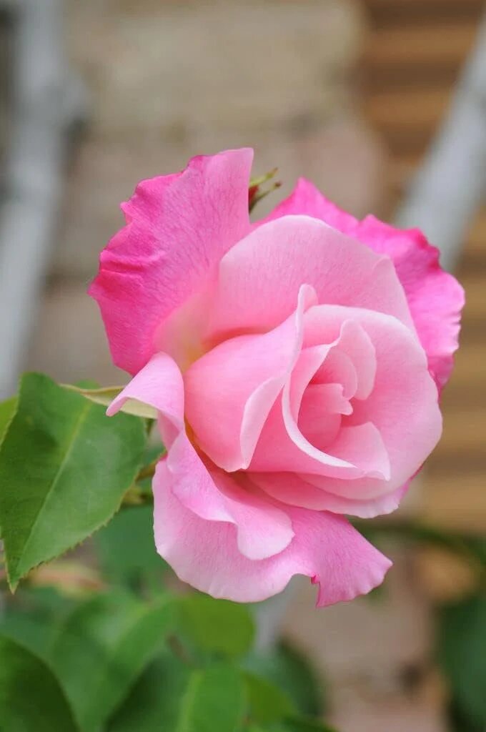 Pink Rose Flower Seeds for Planting – Heirloom Non-GMO High Germination Organic Garden Seeds