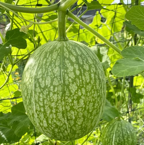 Grüne Chilacayote – Alte Sorte, gentechnikfrei, keimstarke Bio-Gartensamen zur Pflanzung