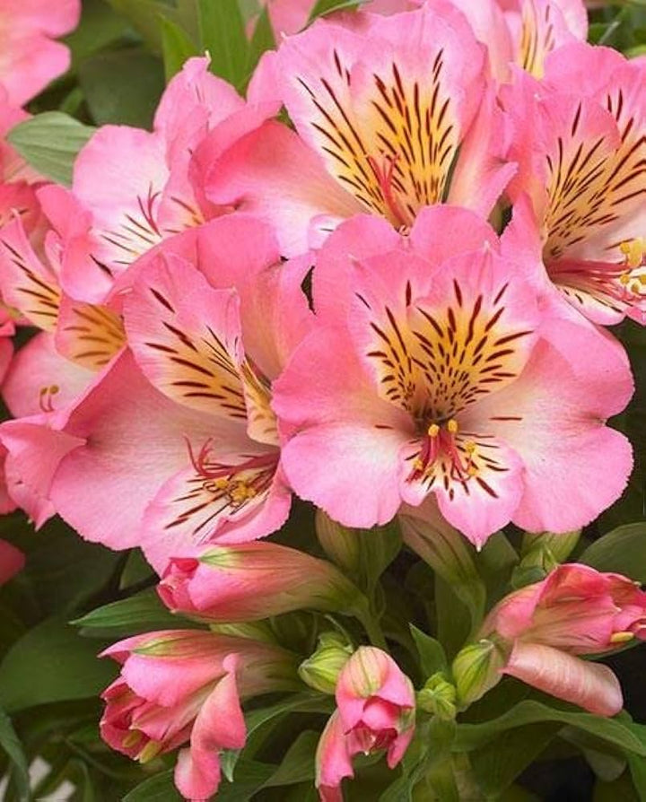 Lily Alstroemeria Flower Seeds Pink – Heirloom, Non-GMO, High Germination Seeds