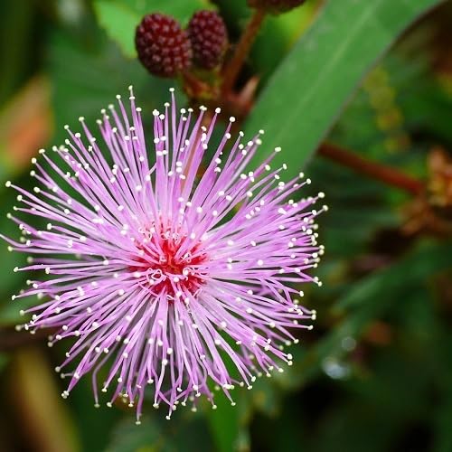 Semillas de flores de mimosa rosada – Herencia, sin OGM, semillas de jardín orgánicas de alta germinación para plantar