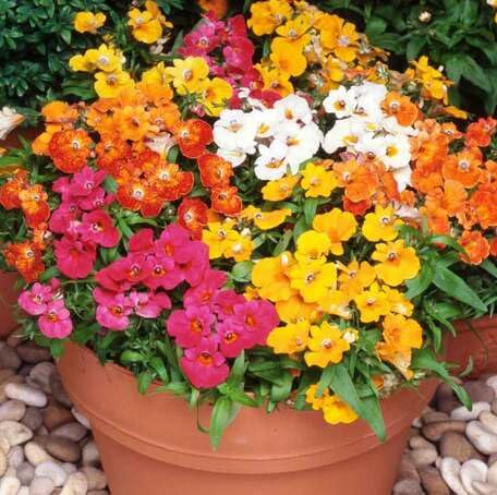 mixed nemesia flower seeds