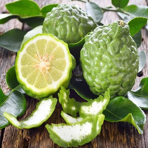 Bergamot Seeds Heirloom Non-GMO High Germination Organic Garden Seeds for Planting