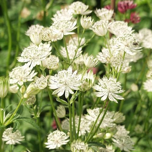 Astrantia Flower Seeds White Heirloom Non-GMO High Germination Organic Garden Seeds