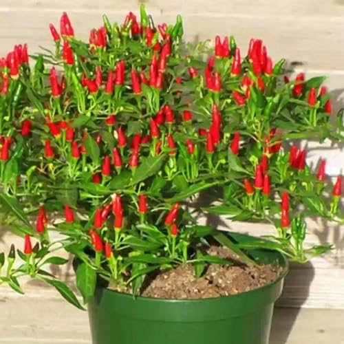 Chili Pepper Red Seeds – Heirloom, Non-GMO, High Germination Organic Garden Seeds Planting