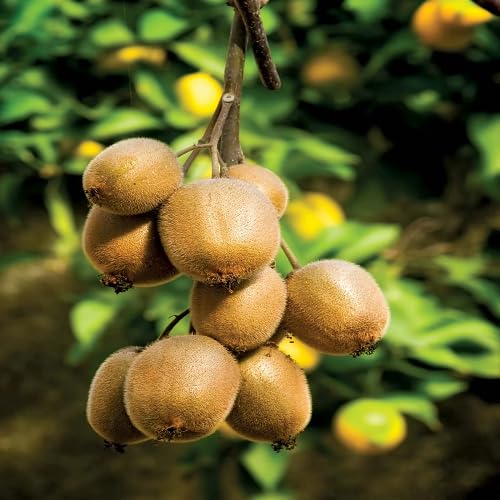 Kiwi Seeds – Heirloom, Non-GMO, High Germination Organic Garden Seeds