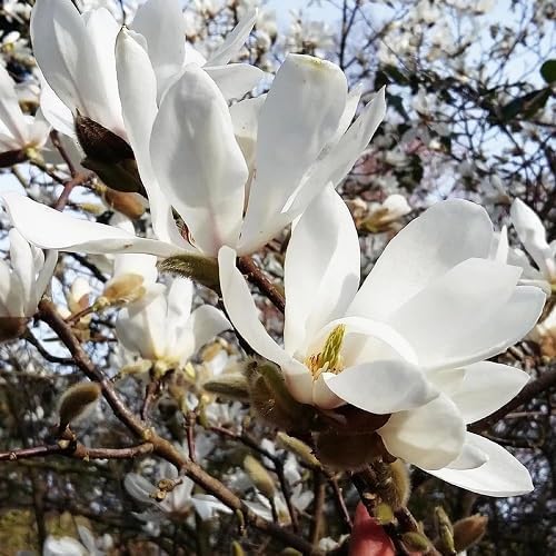 White Magnolia Yulan Flower Seeds – Heirloom Non-GMO Seeds for Planting
