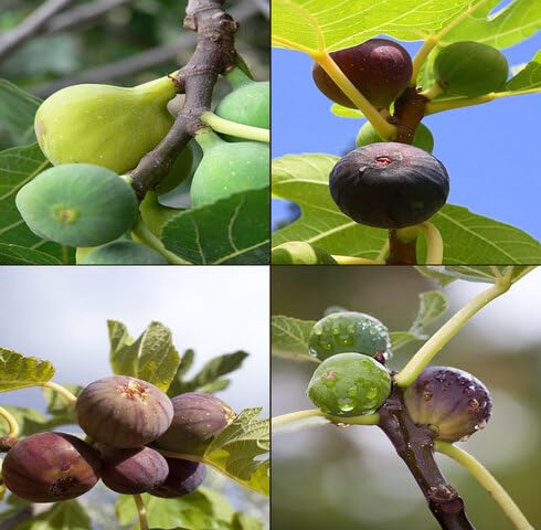 Mixed Fig Seeds – Heirloom, Non-GMO, High Germination Organic Garden Seeds for Planting