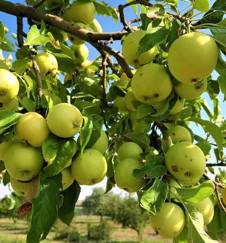 Bonsai Apple Tree Seeds Green – Heirloom, Non-GMO, High Germination Organic Garden Seeds