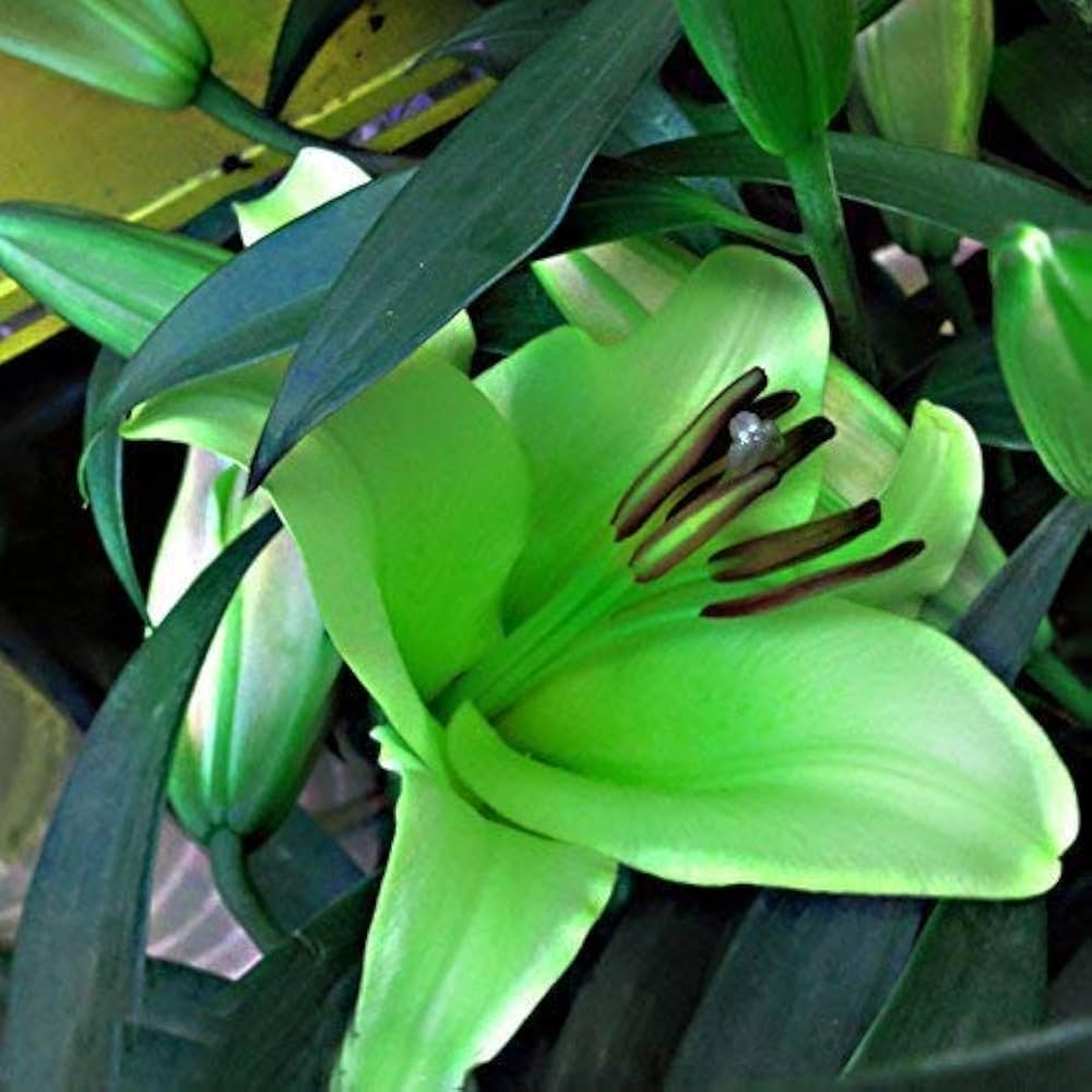 blue heart flower seeds