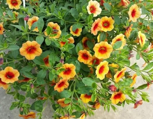 Yellow Red Calibrachoa Flower Seeds Heirloom Non-GMO High Germination Organic Garden Seeds for Planting